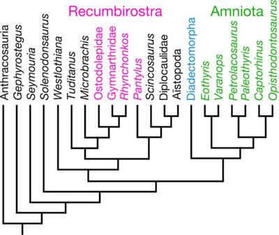 Problems of the interrelationships of crown and stem amniotes